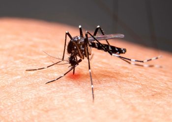 Balbinos registra a primeira morte por dengue no centro-oeste paulista em 2026
